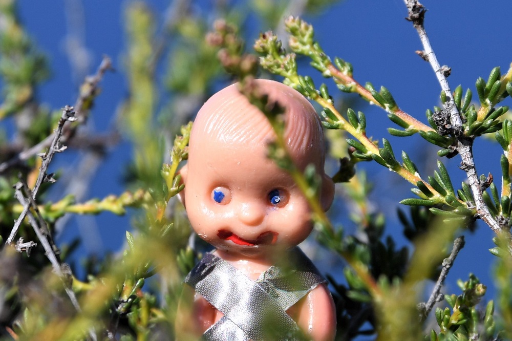 Brutus Baby at Badlands Park 3